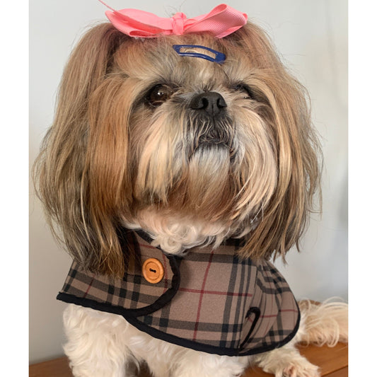 Shihtzu model wearing burberry check coat