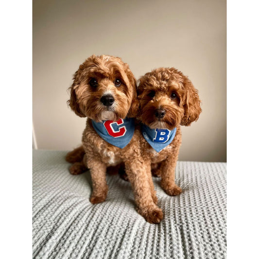 Bandana - Torrance Glitter Blue