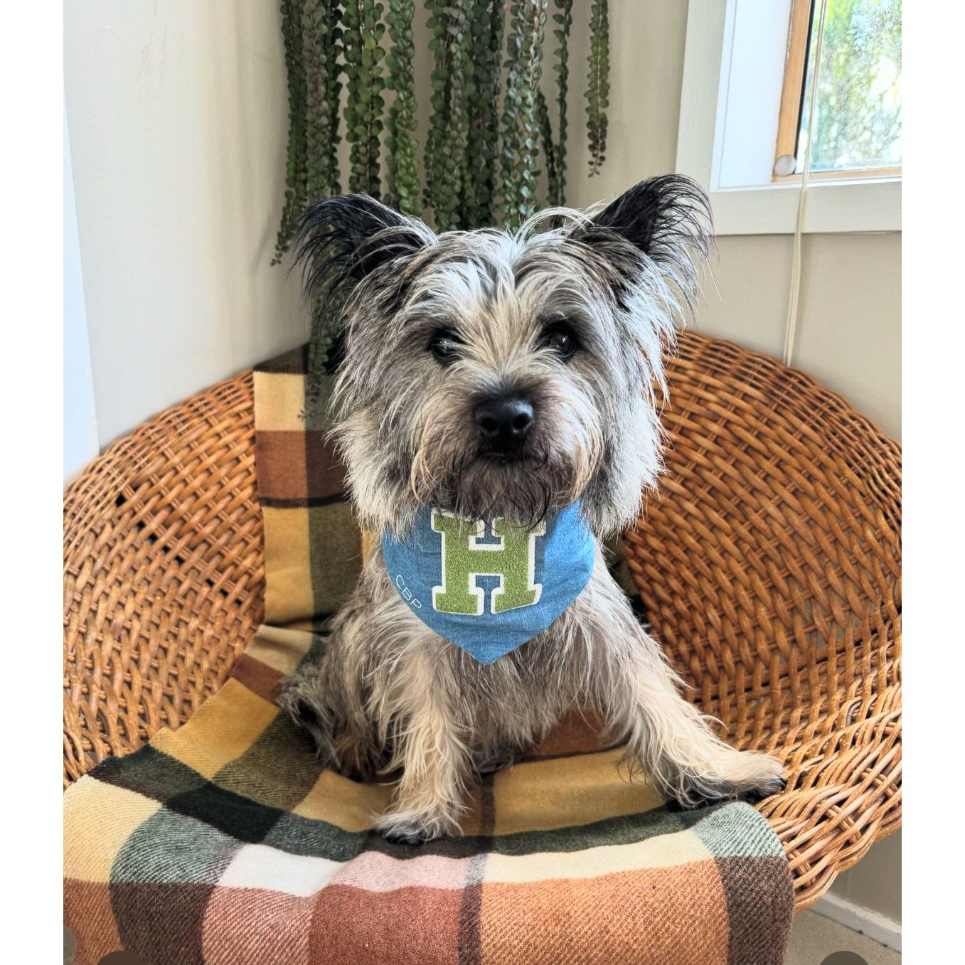 Bandana - Torrance Glitter Pink