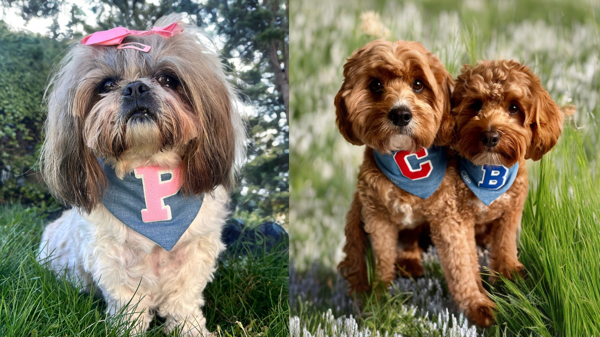 3 cute dogs wear denim bandanas with their initials on them