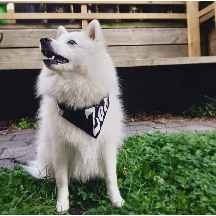 zoe, Japanese Spitz wearing black dog bandana with her name on it
