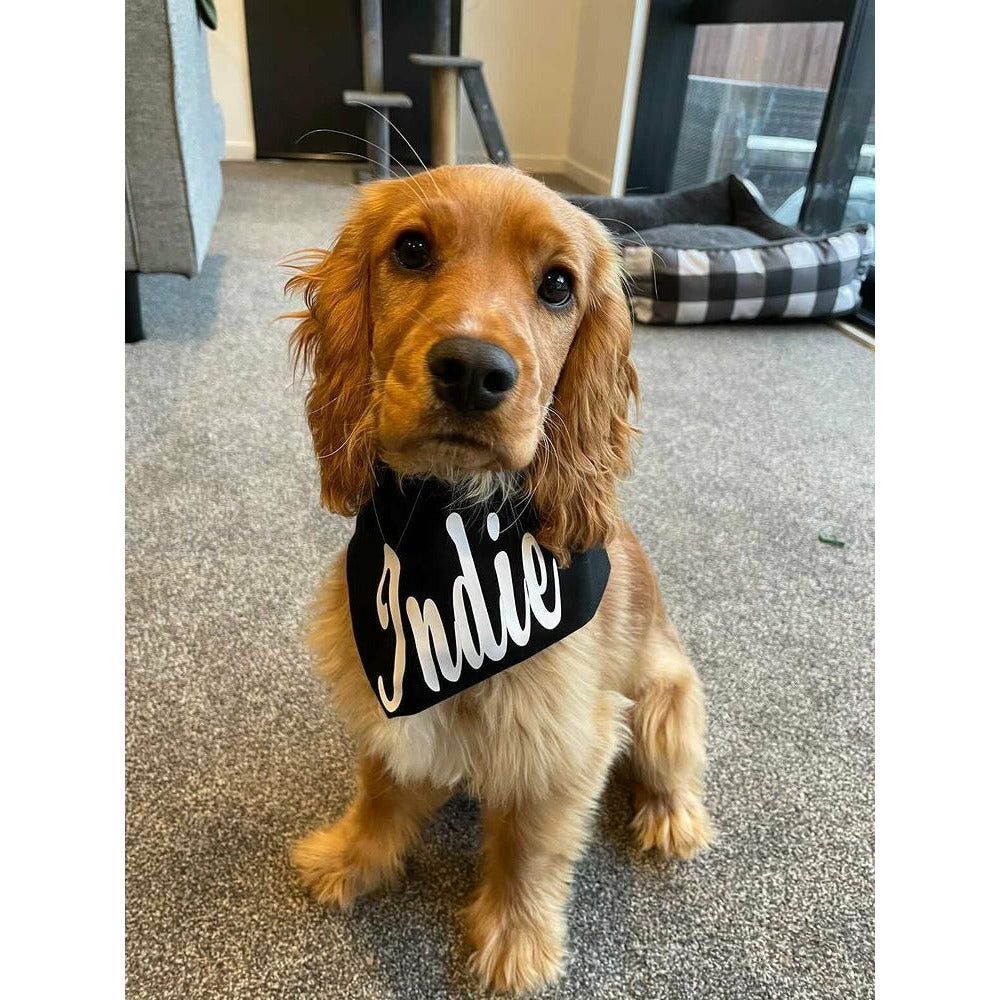 Indie, cocker spaniel wearing black dog bandana with her name on it