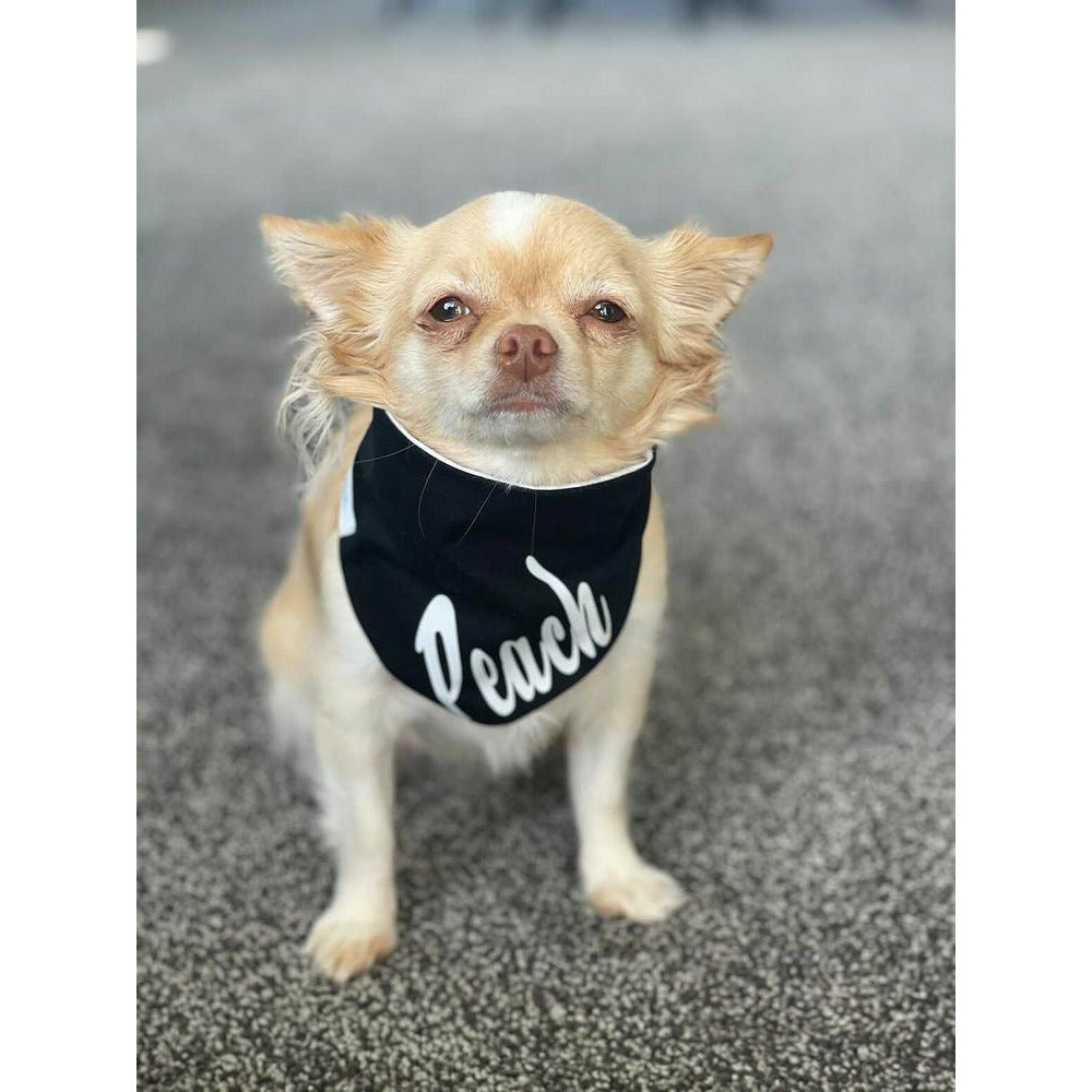 Peach, chihuahua wearing black dog bandana with her name on it