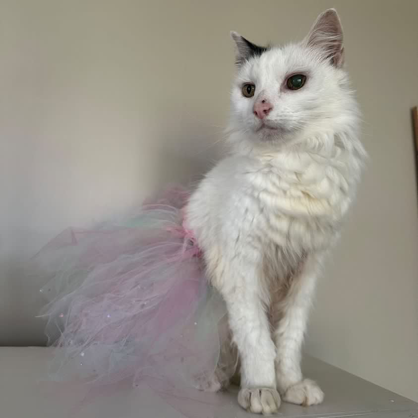 Tutu - Tinka