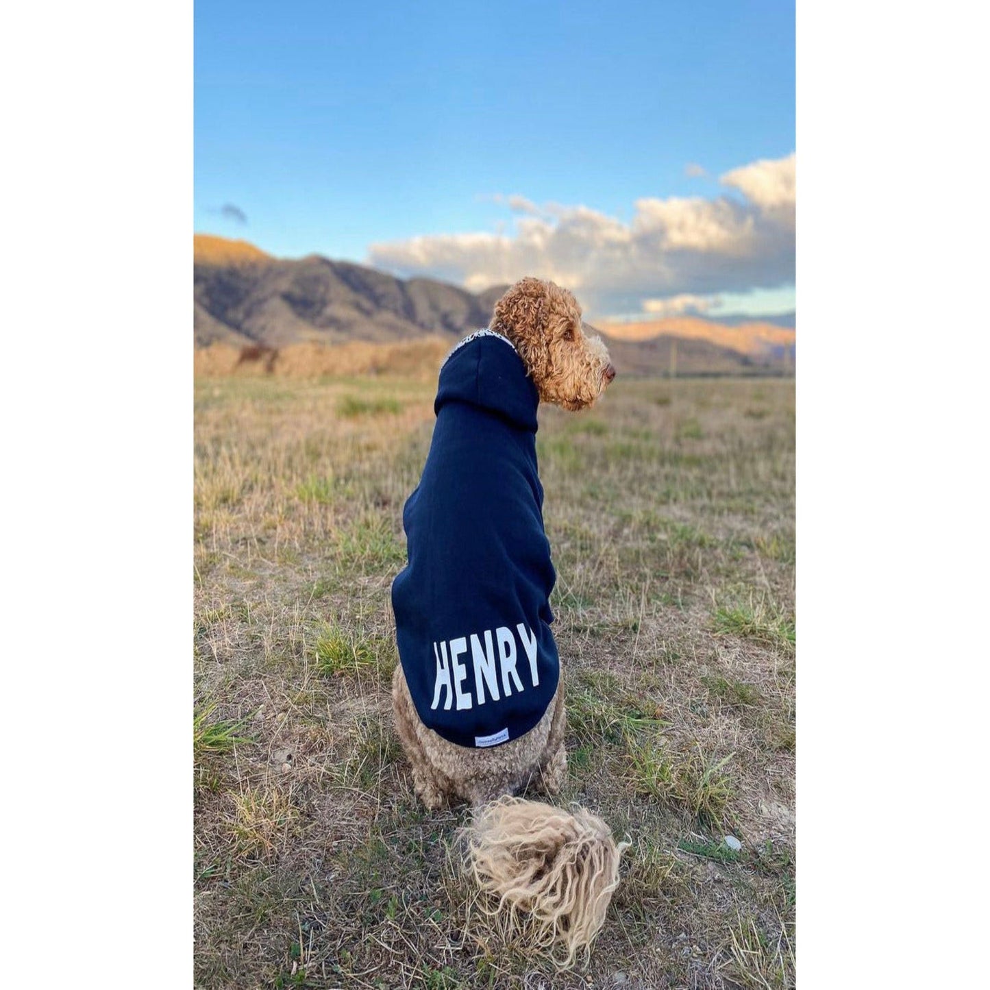 Labradoodle wearing a navy hoodie with the name Henry on it in white