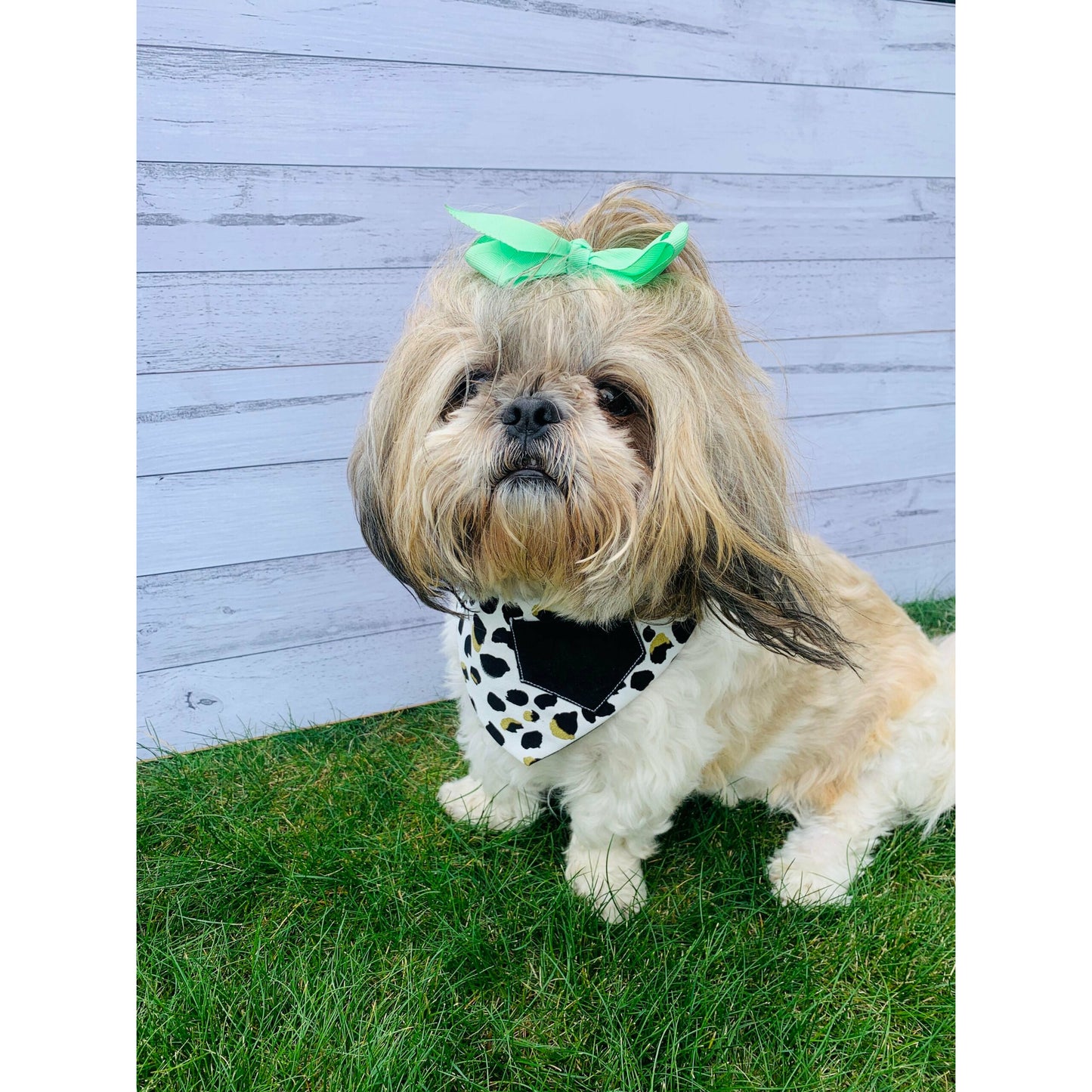 cute NZ dog wearing black, gold and white leopard print bandana with pocket