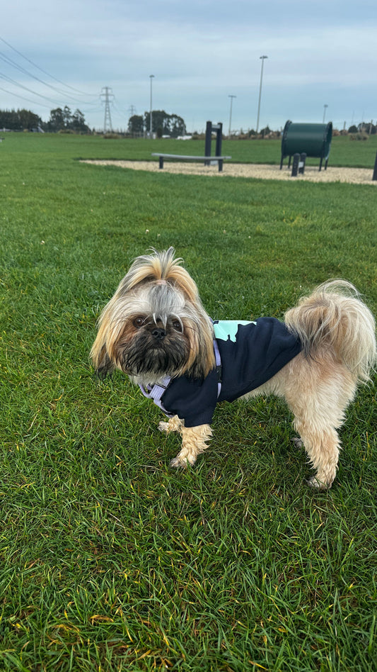 Winter Warmers: How to Keep Your Dog Cozy This NZ Winter
