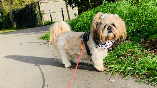 cute shih tzu with pigtails wearing striped t-shirt