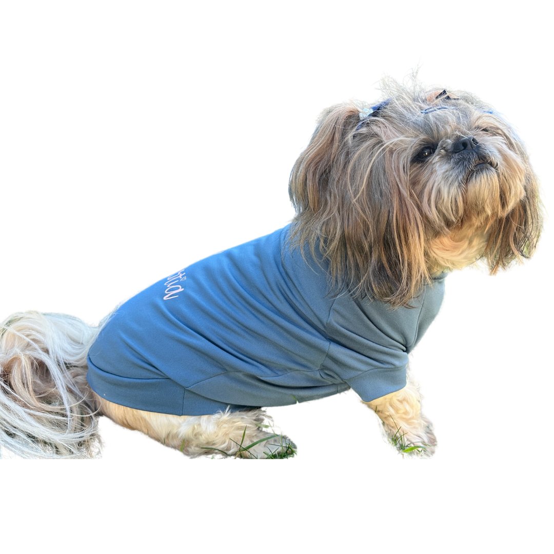 dog in green merino top on a rock