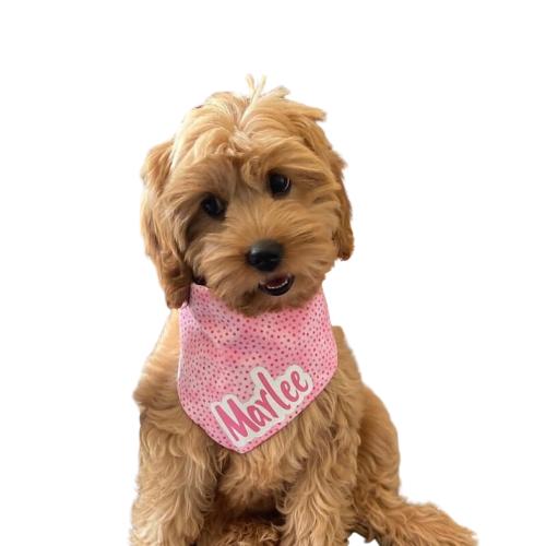 cavoodle wearing a bandana with her name on it 