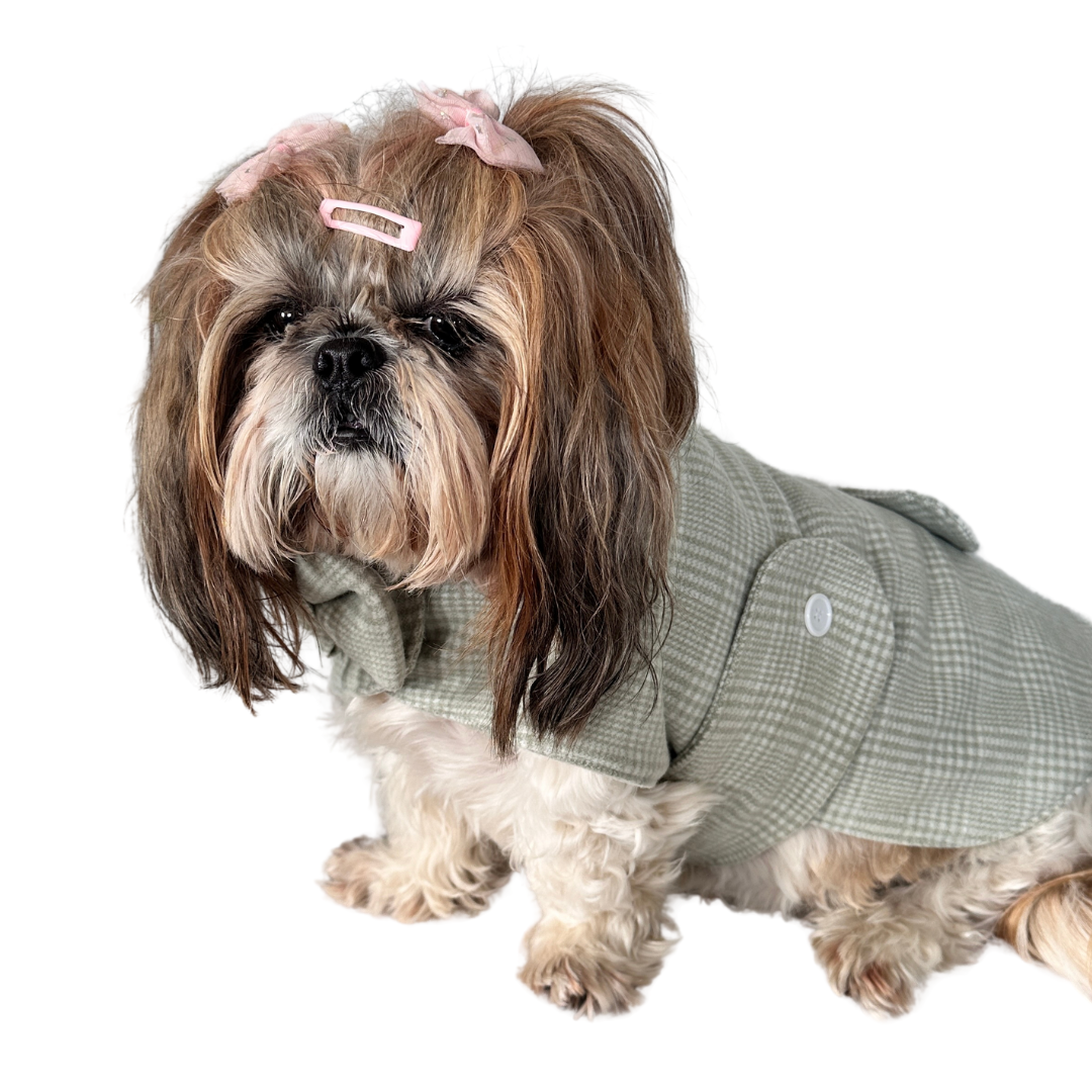 shihtzu wearing a plaid woollen dog coat