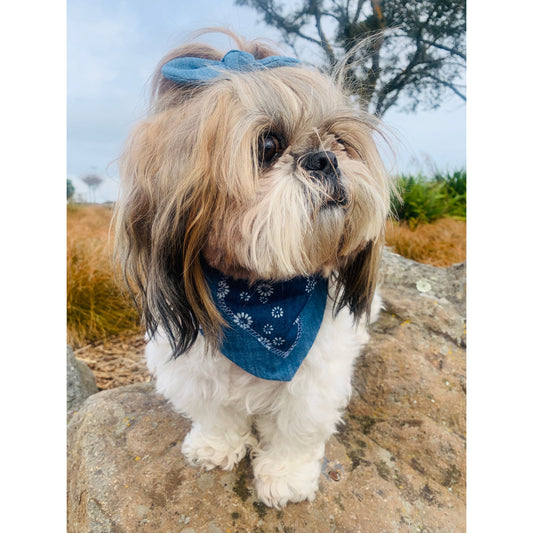 Bandana - Ariel