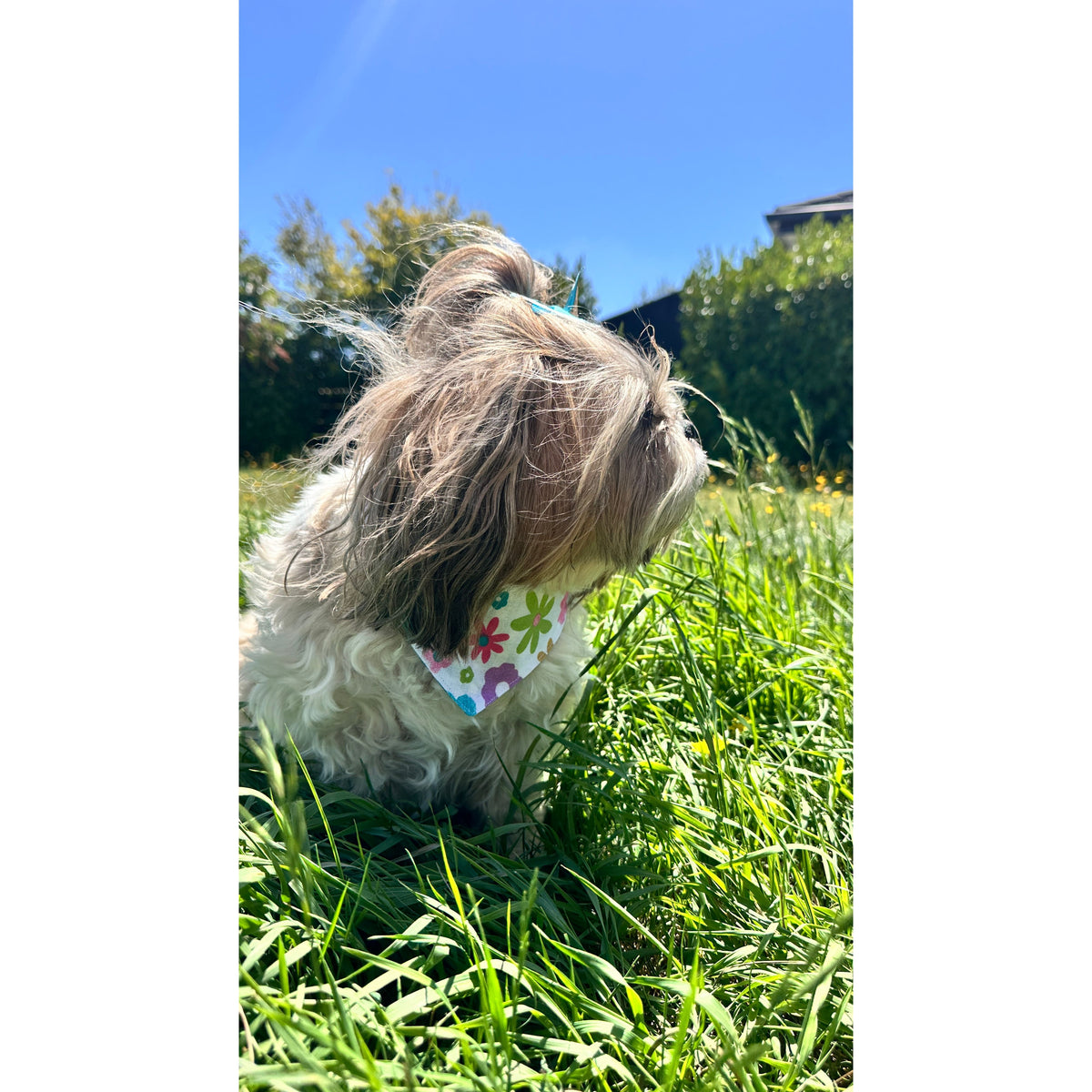 Bandana - Skylar