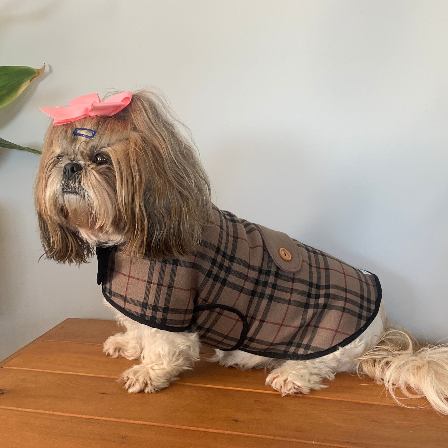 full length view of dog wearing Humphrey coat, a burberry check wool blend coat