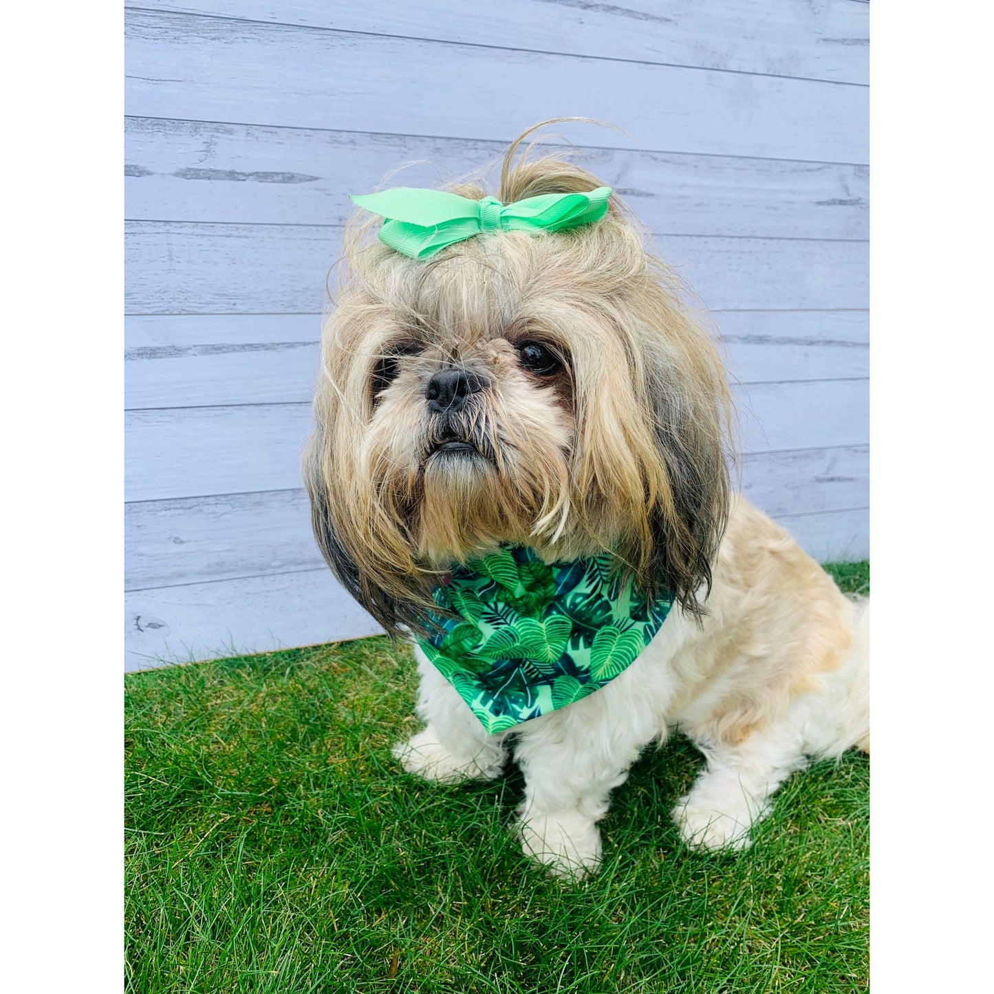 Portia, dog model wearing bright green leaf print dog bandana made in NZ