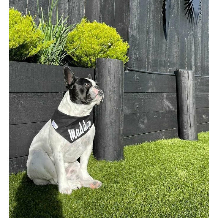 Maddox Frenchie dog wearing dog bandana with name on it