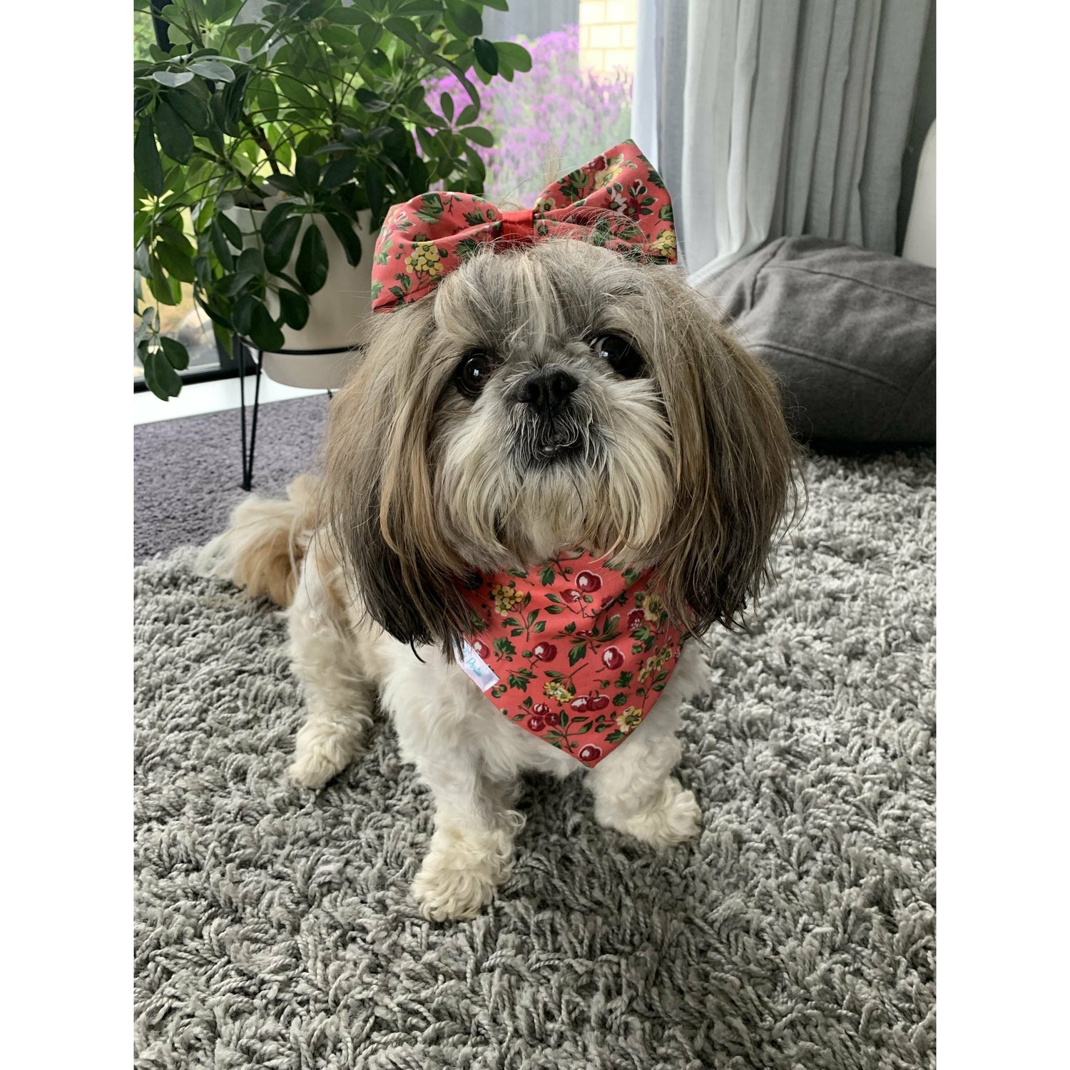 Portia, shihtzu dog model wearing cherry fabric print dog bandana made in New Zealand