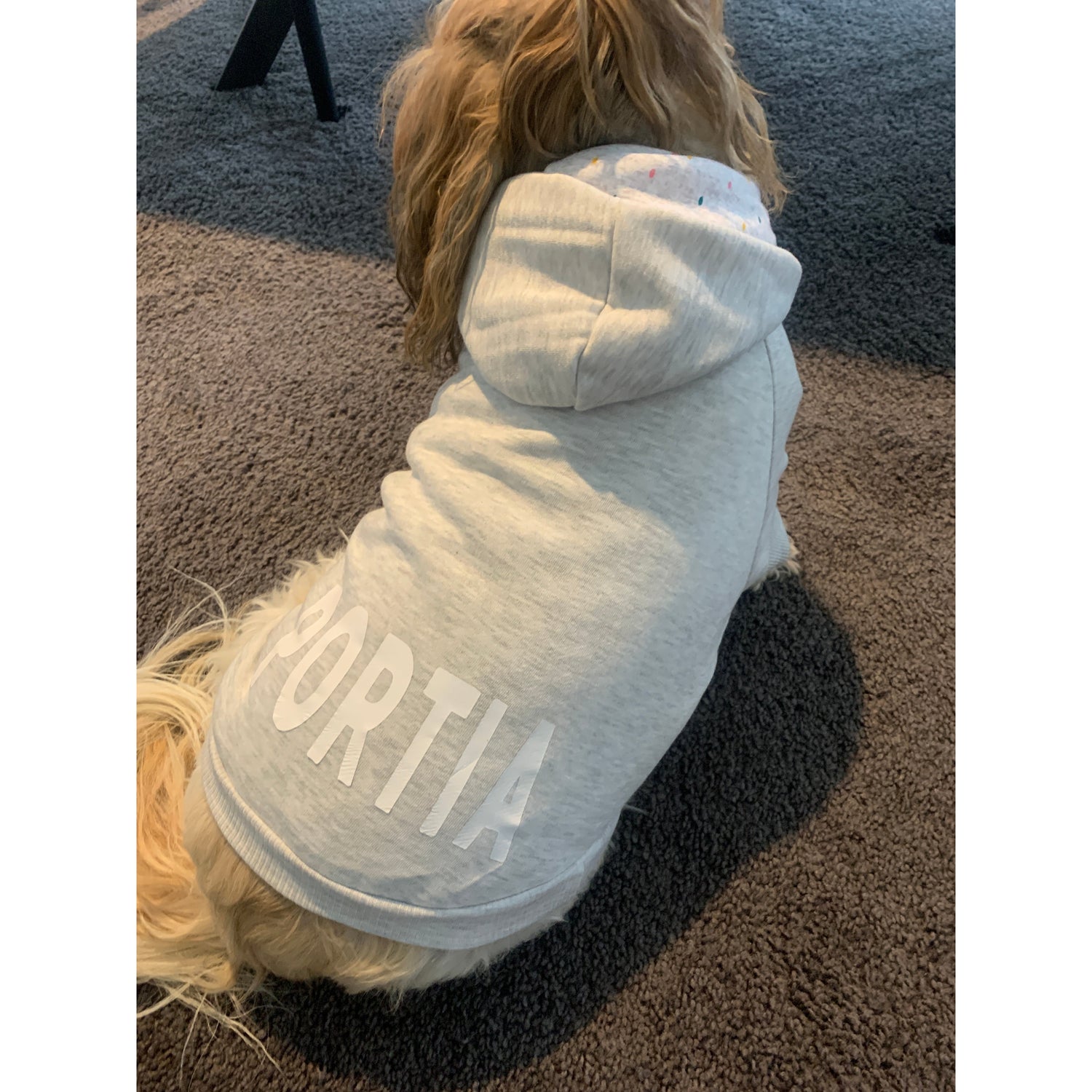 Dog model wearing a hoodie with her name on it