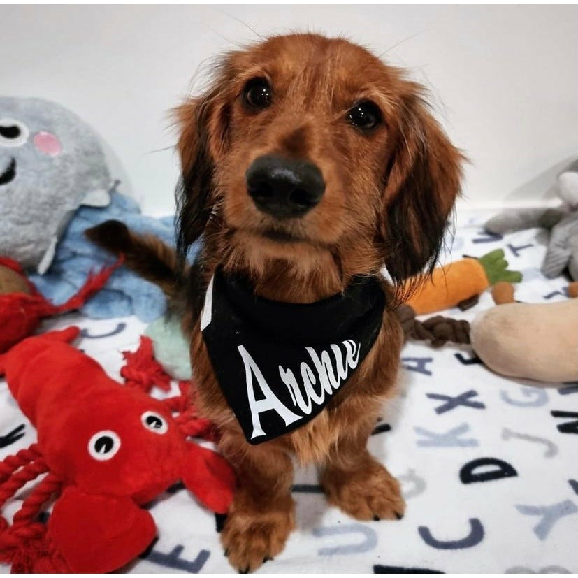 Archie, mini dachshund wearing black dog bandana with his name on it