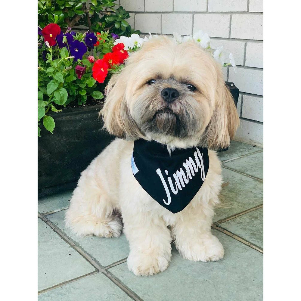 Jimmy, shihtzu dog wearing black bandana with his name on it