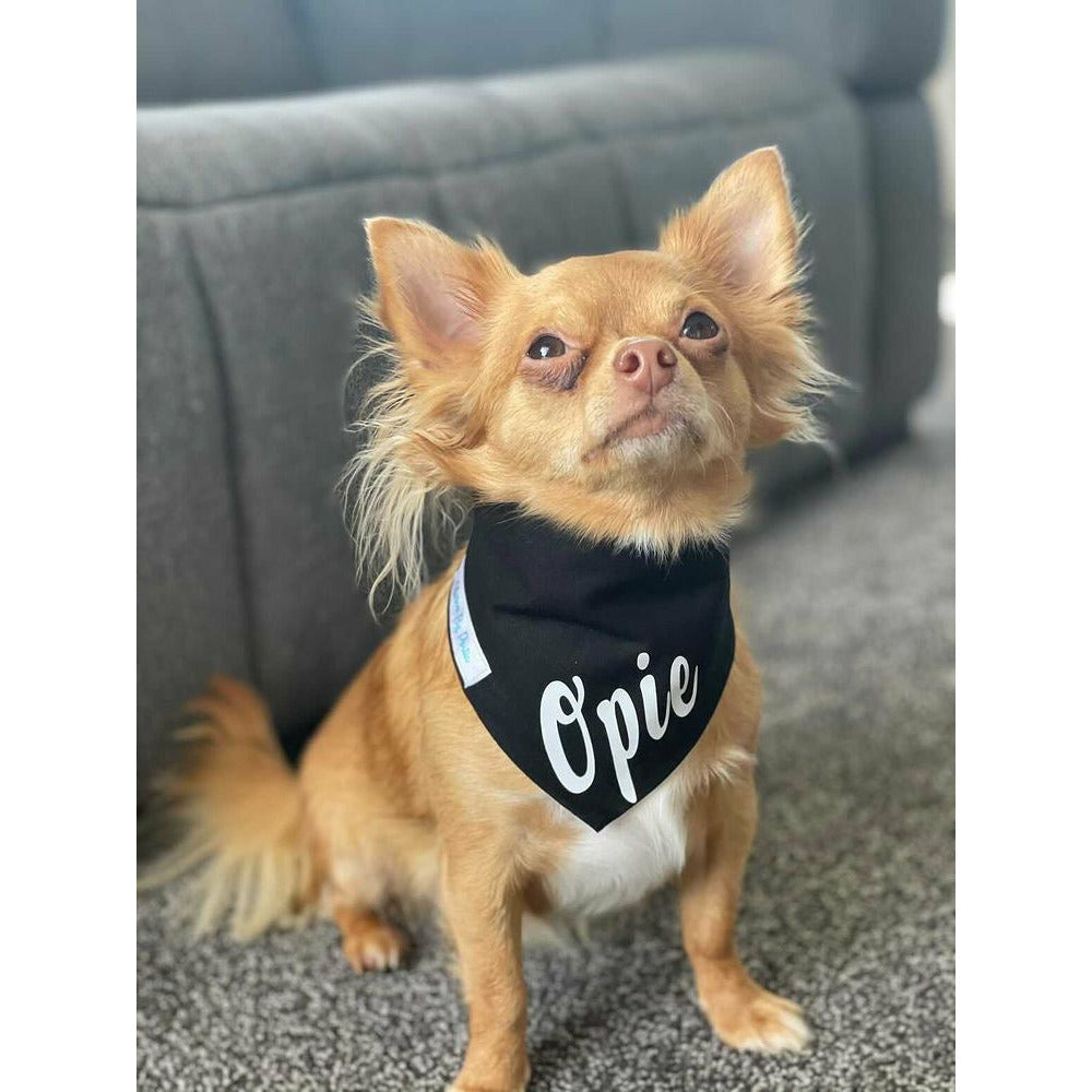 Opie, Chihuahua wearing dog bandana with name on it