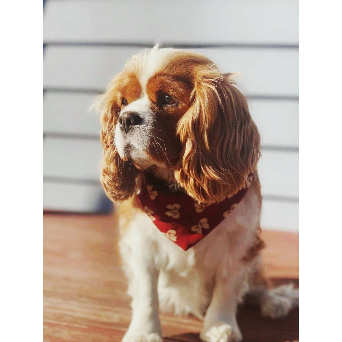 Evie, cavalier wearing cord dog bandana made in NZ
