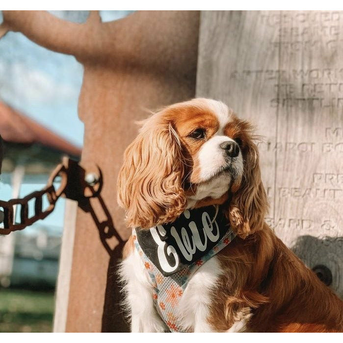 Evie, cavalier wearing black dog bandana with her name on it
