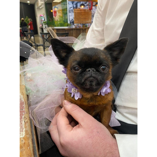 Tutu - Tinka
