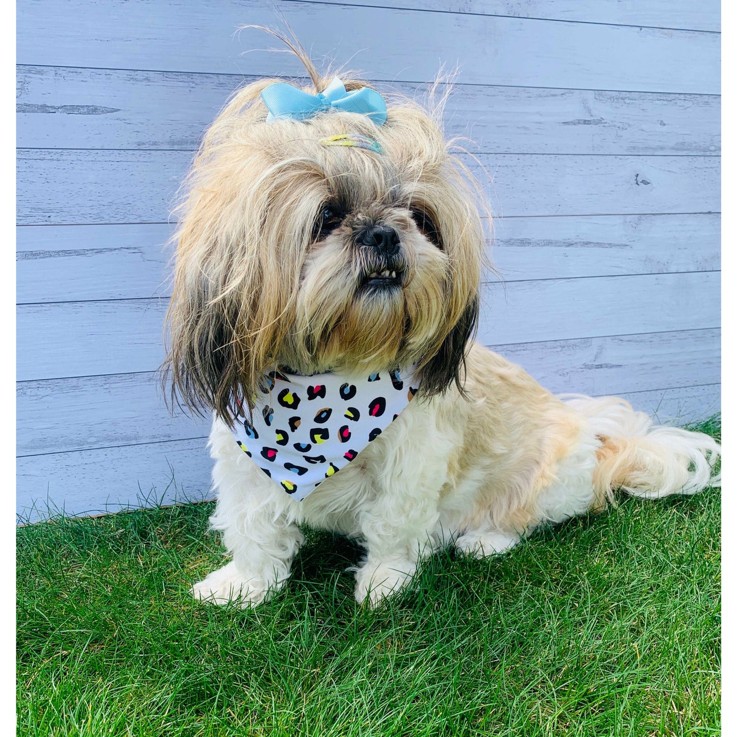 Portia, shihtzu dog model wearing bright coloured spots leapard print dog bandana