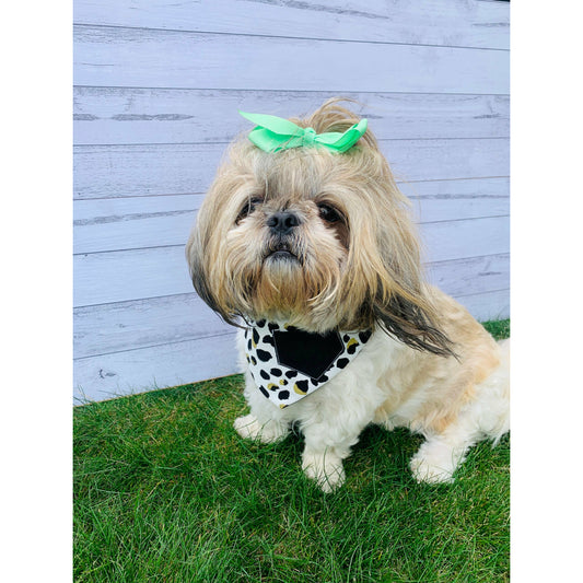 cute NZ dog wearing black, gold and white leopard print bandana with pocket