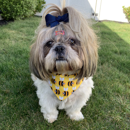 Portia, shihtzu model wearing bee bandana made in New Zealand